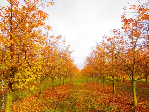 Obstbäume im Herbst