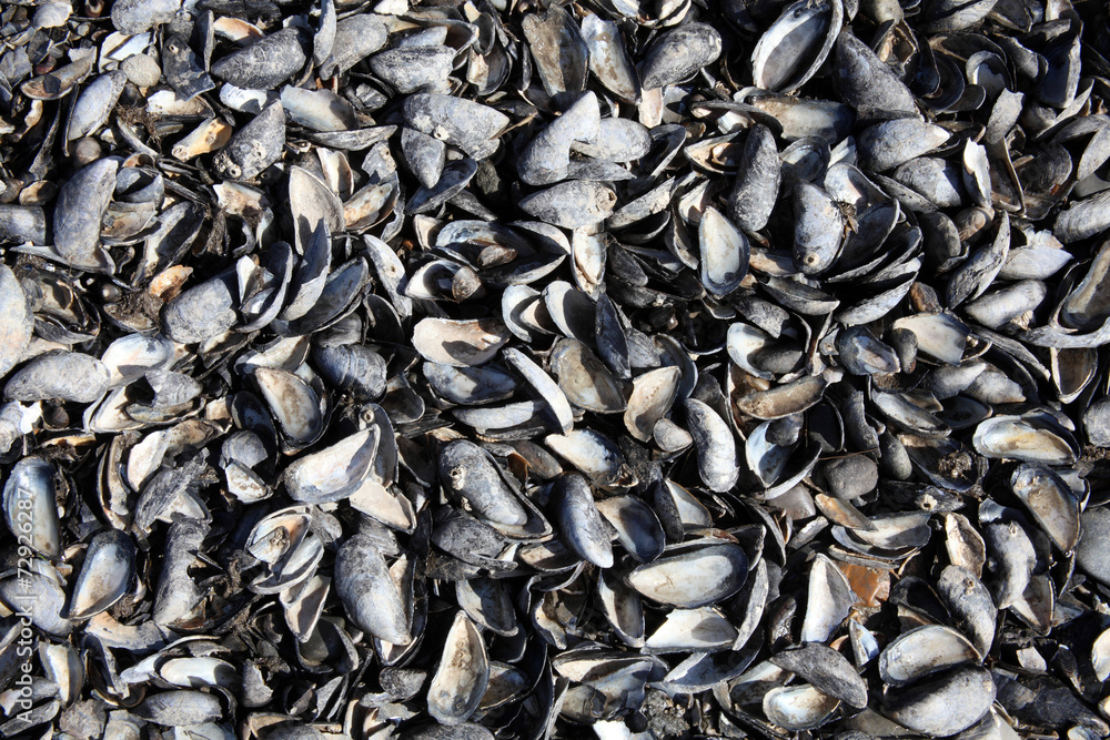 mussel shells background mussel shells background