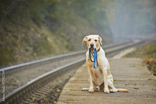 Dog on the railway platform photo