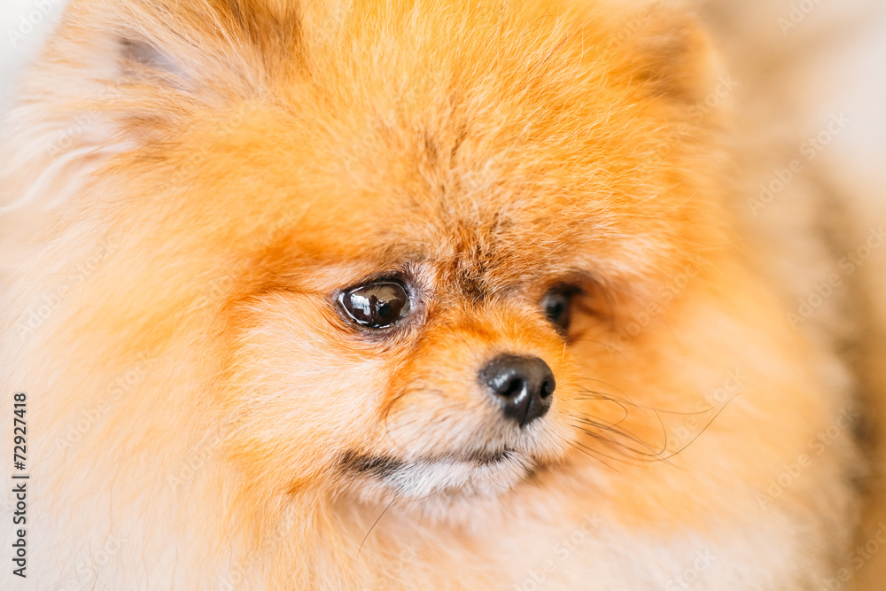Pomeranian Puppy Spitz Dog Close Up Portrait Pomeranian Puppy Spitz Dog Close Up Portrait
