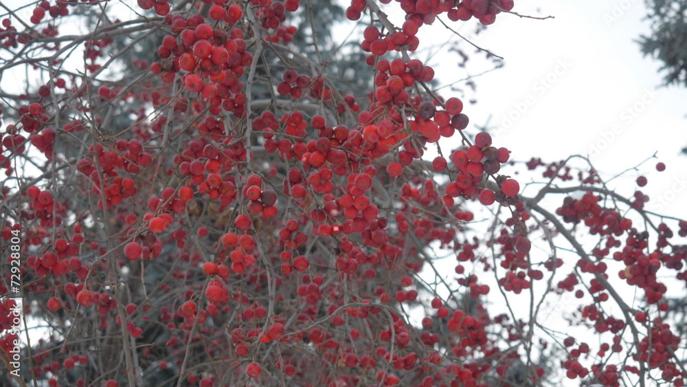 Winter garden. Red apples on a branch. Winter garden. Red apples on a branch.