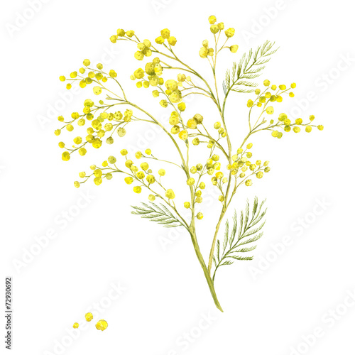 Sprig of Mimosa, Spring Watercolor Background © depiano