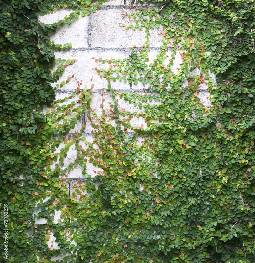 Fototapeta premium Green Creeper