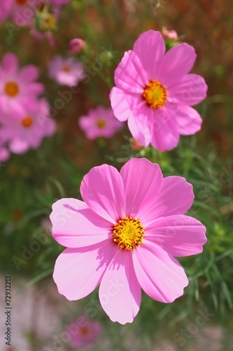 Bright pink cosmos flowers