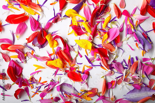 The natural texture of multicolored flower petals, colorful