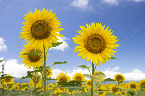 Fototapeta Naklejka Na Ścianę i Meble -  夏空とヒマワリ畑
