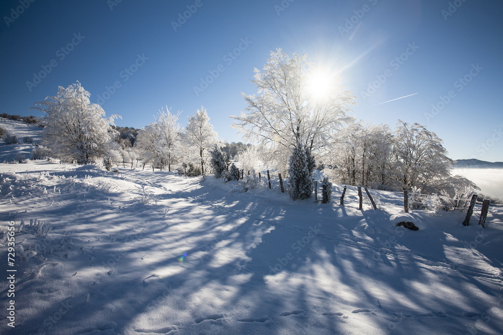 Obraz premium frozen trees