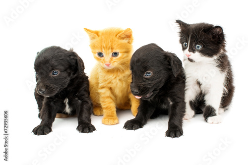 little kittens and spaniel puppy