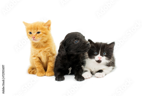 little kittens and spaniel puppy