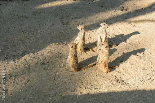 Fauna_01