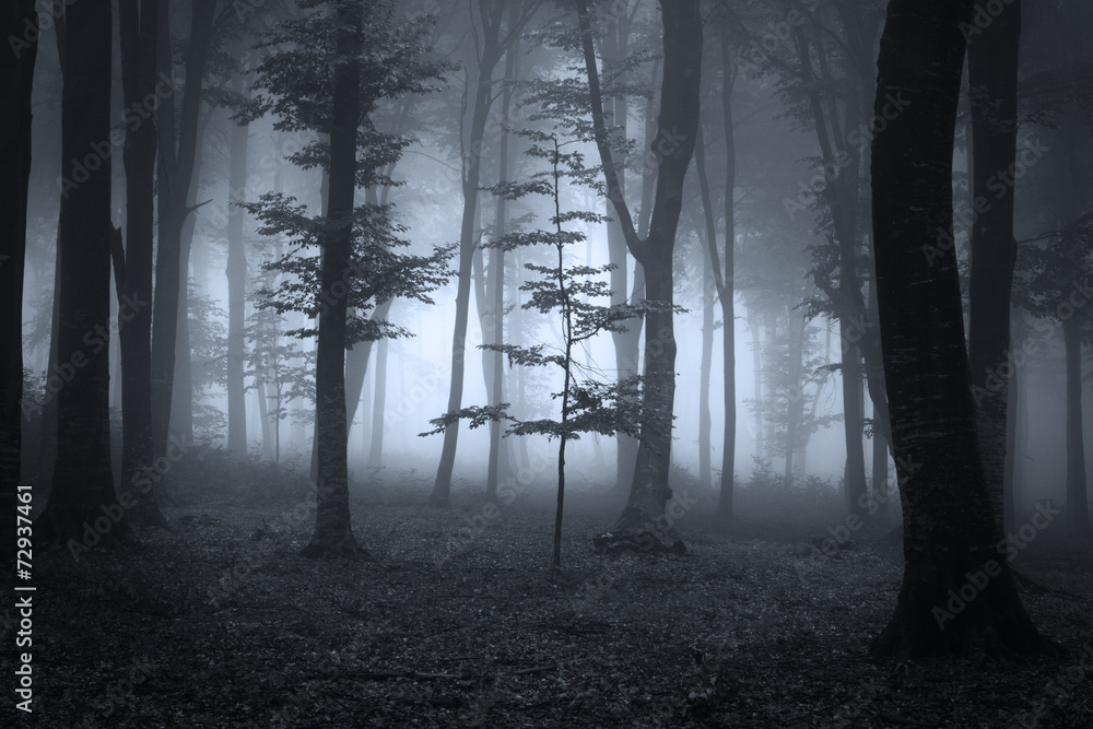 Naklejka premium Tree silhouette in a fairytale spooky dark forest on fog