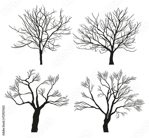 Winter Tree Silhouettes