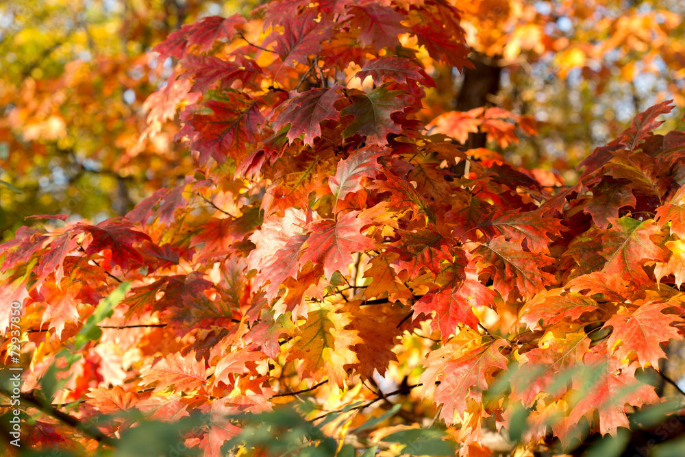 Beautiful autumn colors on oak laves Beautiful autumn colors on oak laves