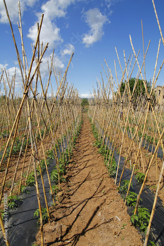 Tomato field with canes