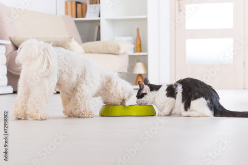 Wallpaper Mural Dog and cat eating food from a bowl Torontodigital.ca