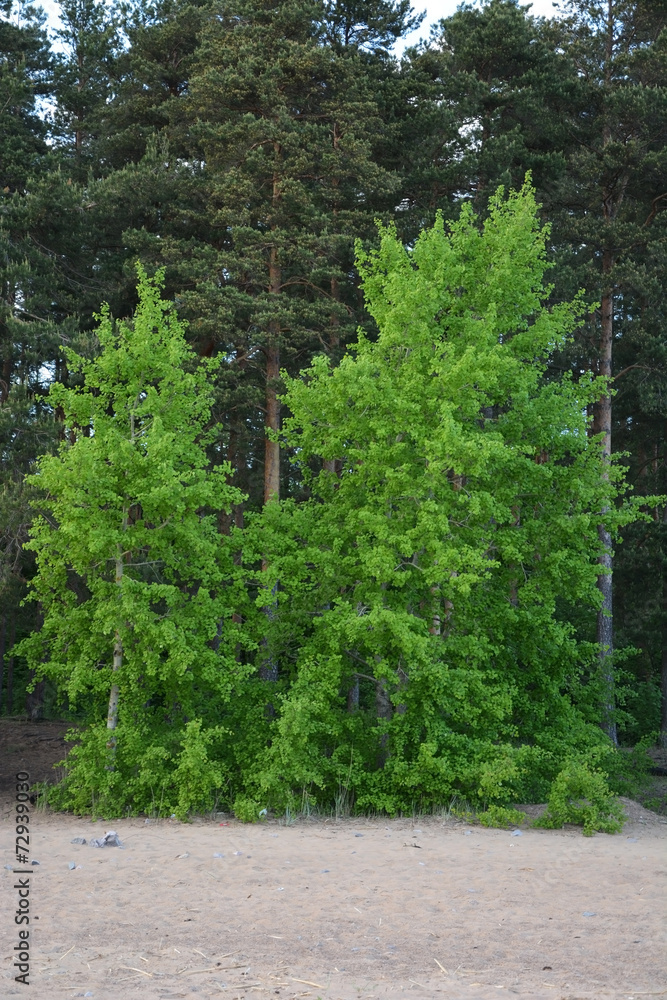 Obraz premium Spring trees