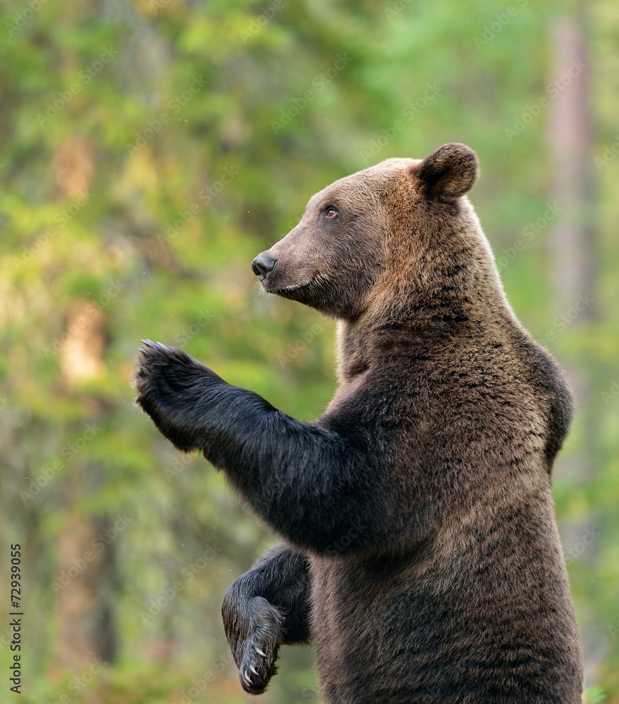 Obraz premium Brown bear standing