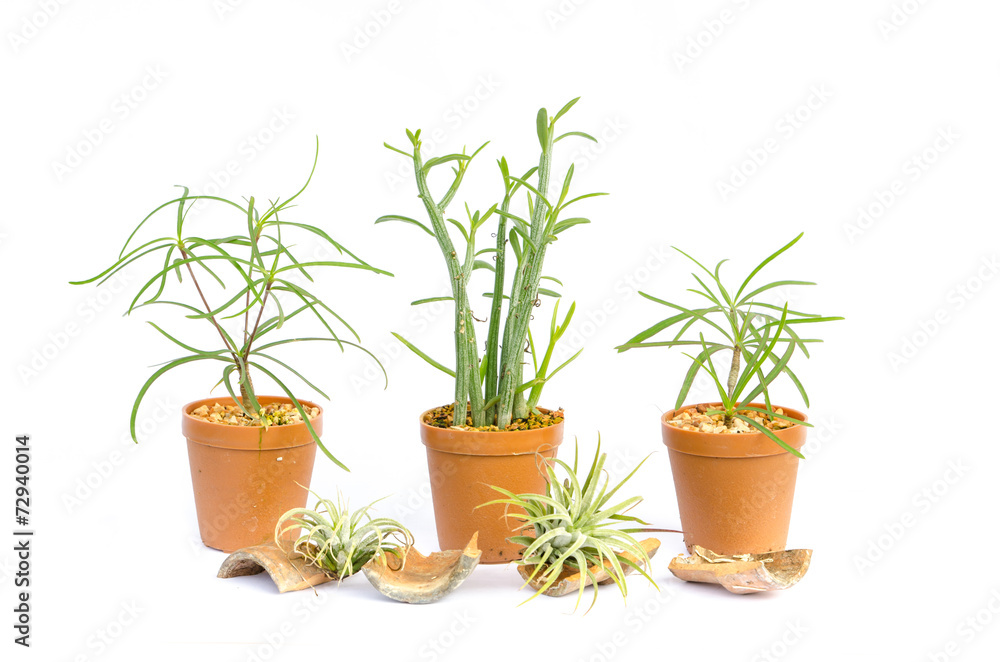 Cactus in the small pots on white background