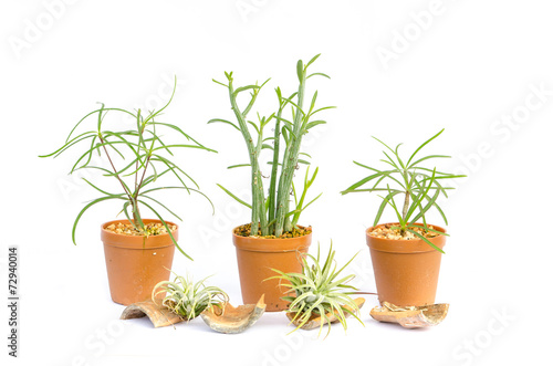 Cactus in the small pots on white background