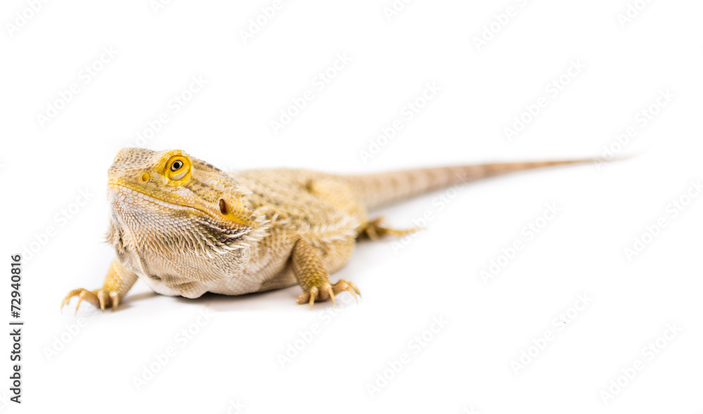Obraz premium Yellow Bearded Dragon