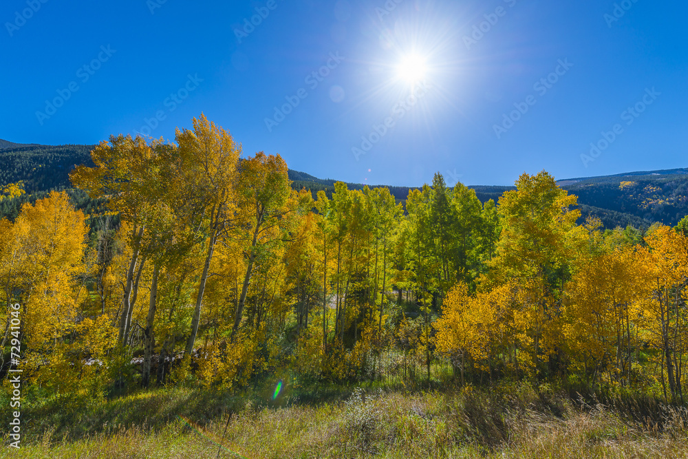 Blue Sky over Colorful Fall Trees