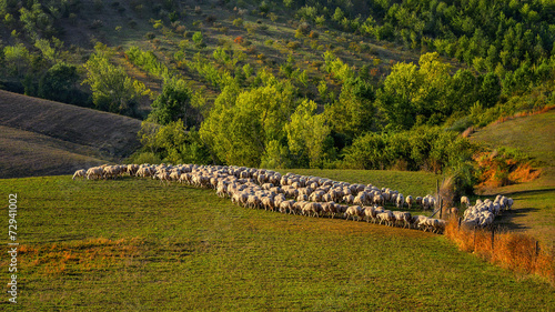 Toscania , Włochy, wypas owiec