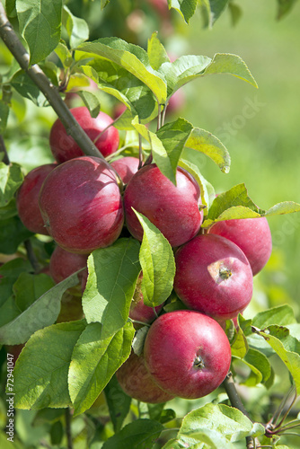Bunch of red apples on a tree
