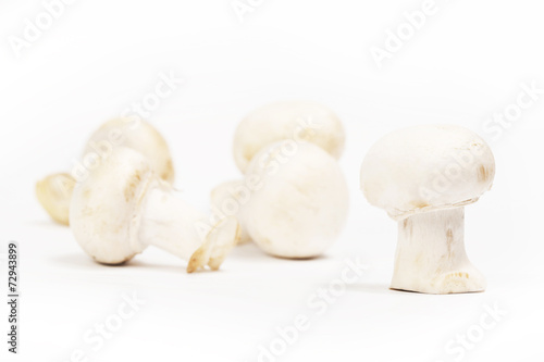 Group of white mushrooms - shallow depth of field