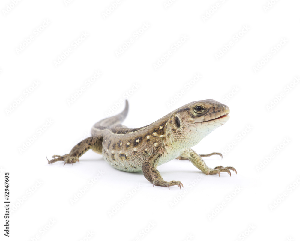 lizard