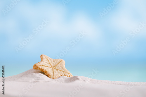 deepwater rare starfish with ocean , beach and seascape