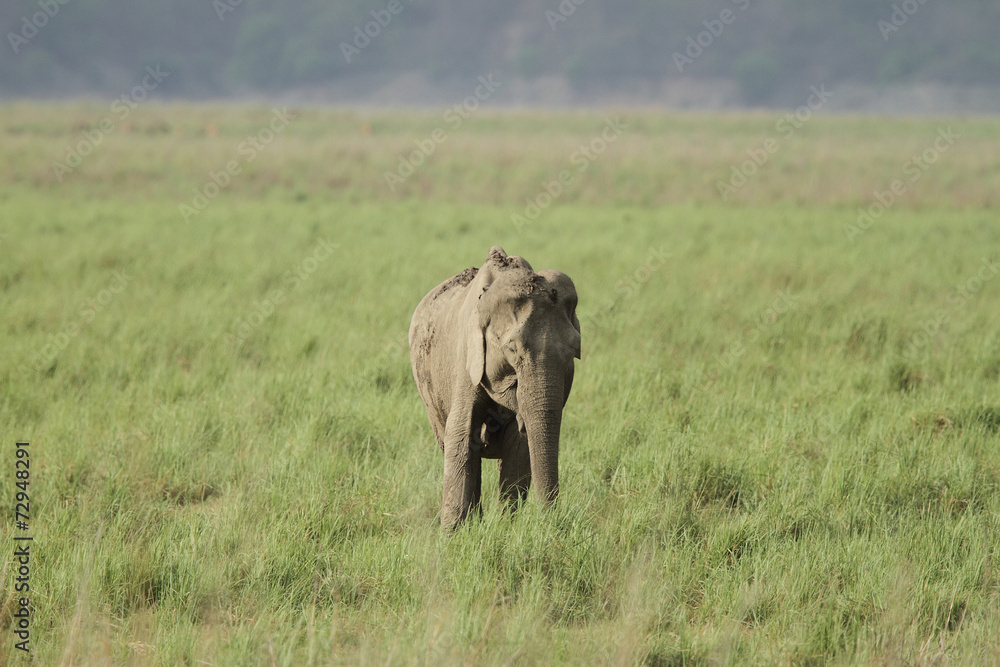 A elephant in the green grassland