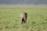A elephant in the green grassland