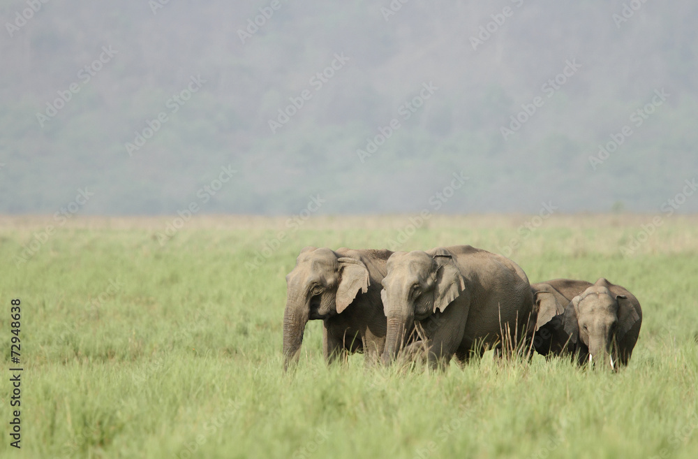 Elephants in the beautiful grassland of Dhikala Elephants in the beautiful grassland of Dhikala