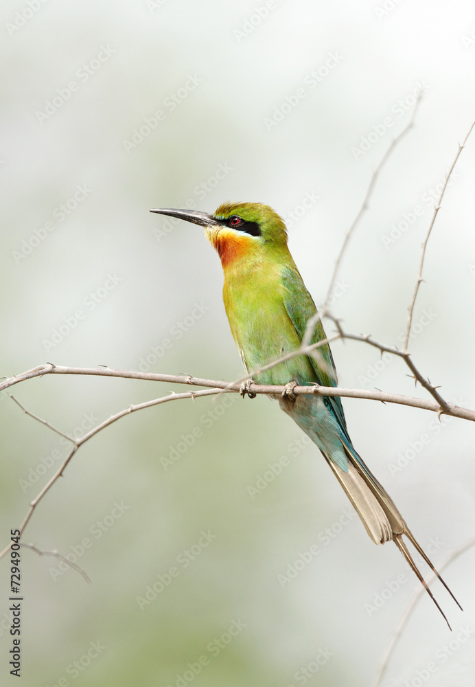 Obraz premium A beautiful Blue tailed bee eater in Jhirna Forest