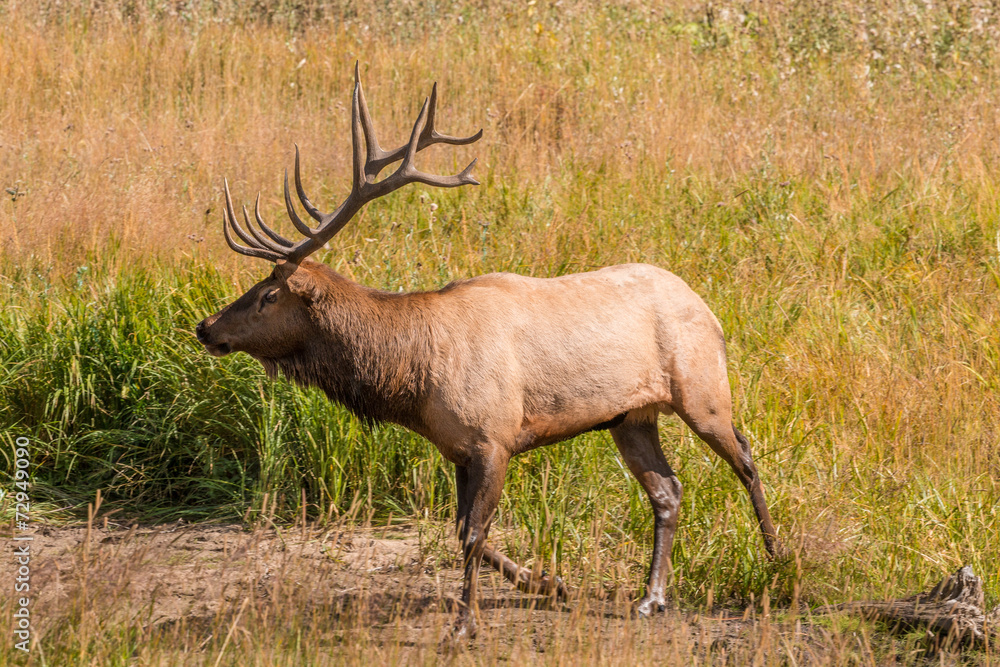Bull Elk Bull Elk