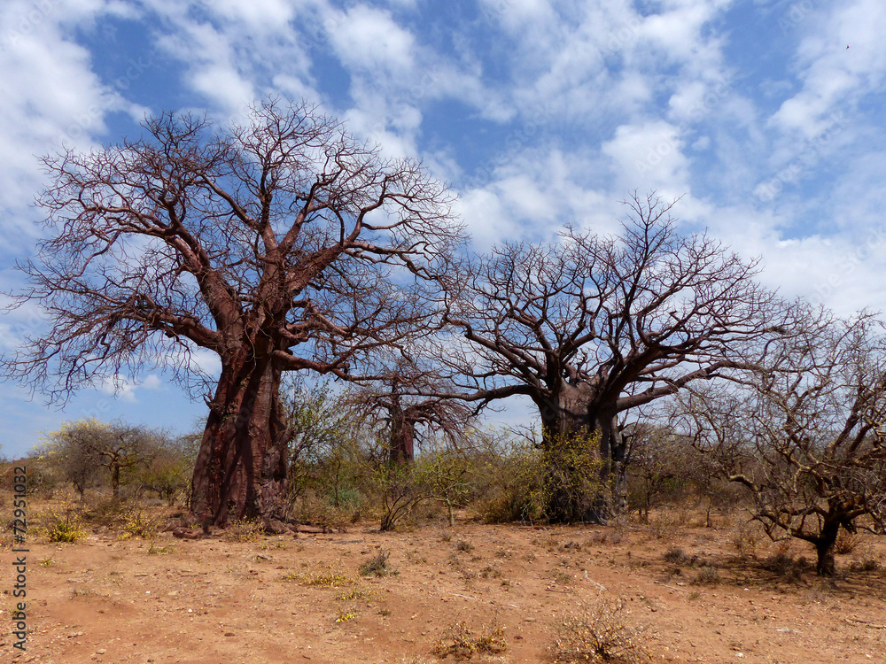 Fototapeta premium Afrikanische Affenbrotbäume (Adansonia digitata) Baobab