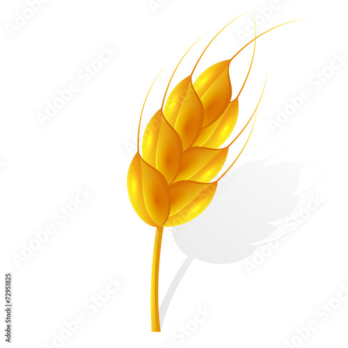 Ear of wheat