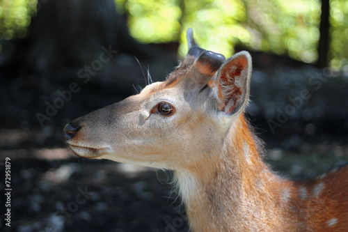White-Tailed Deer Odocoileus virginianus Fawn Stands