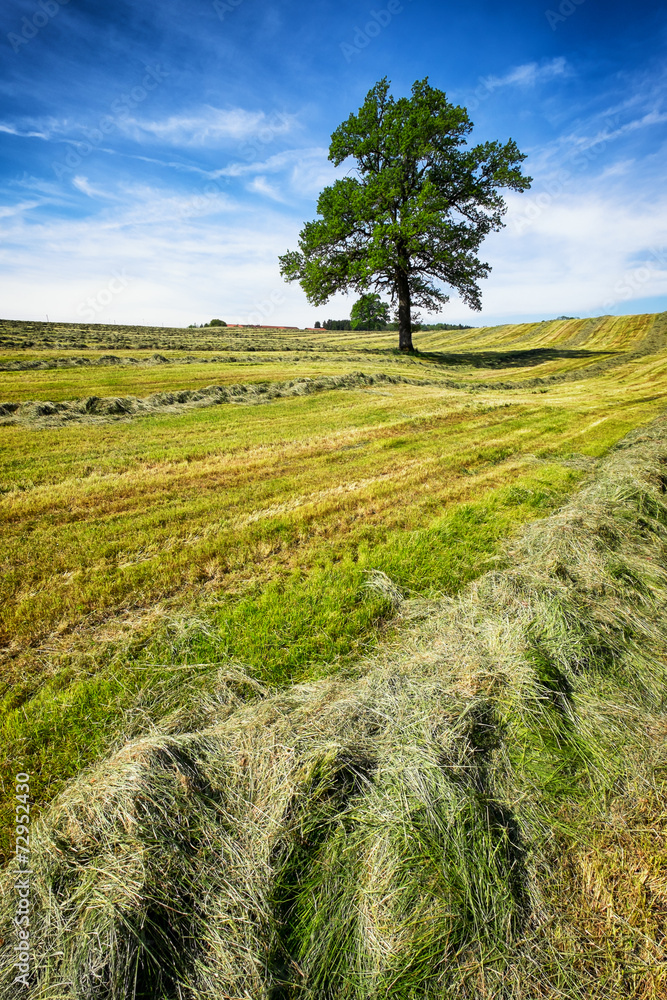 field field