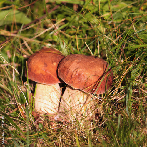 ceps