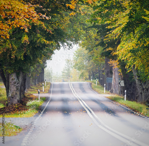 Oak tree tunnel road during...