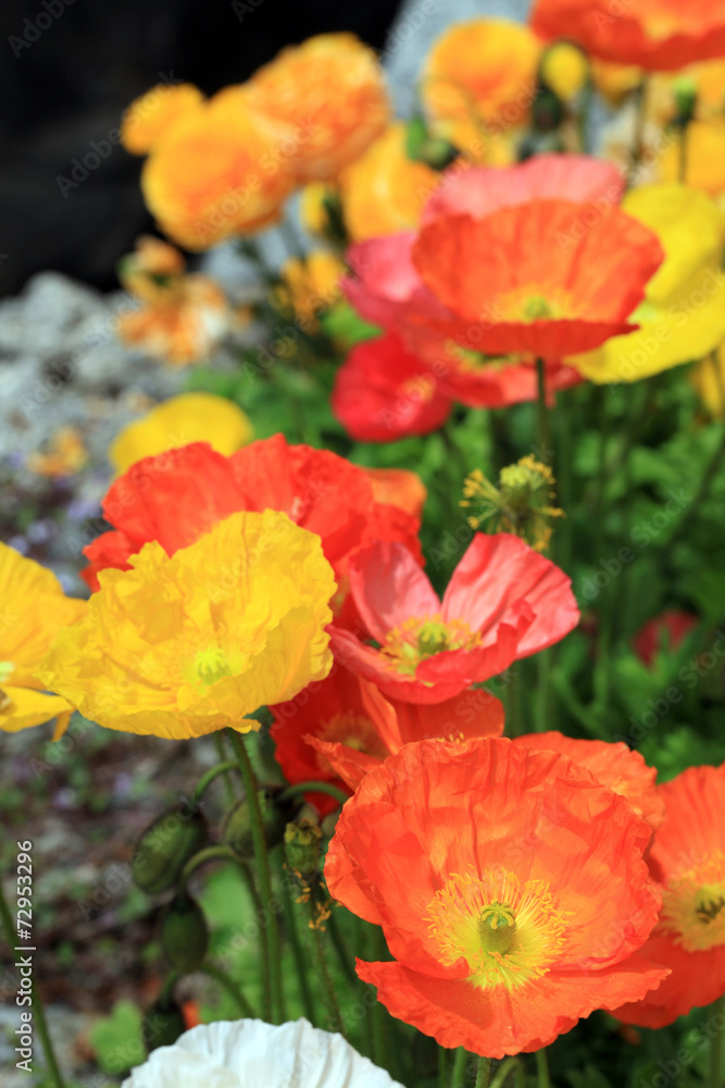 Multicolor poppy flowers in the garden