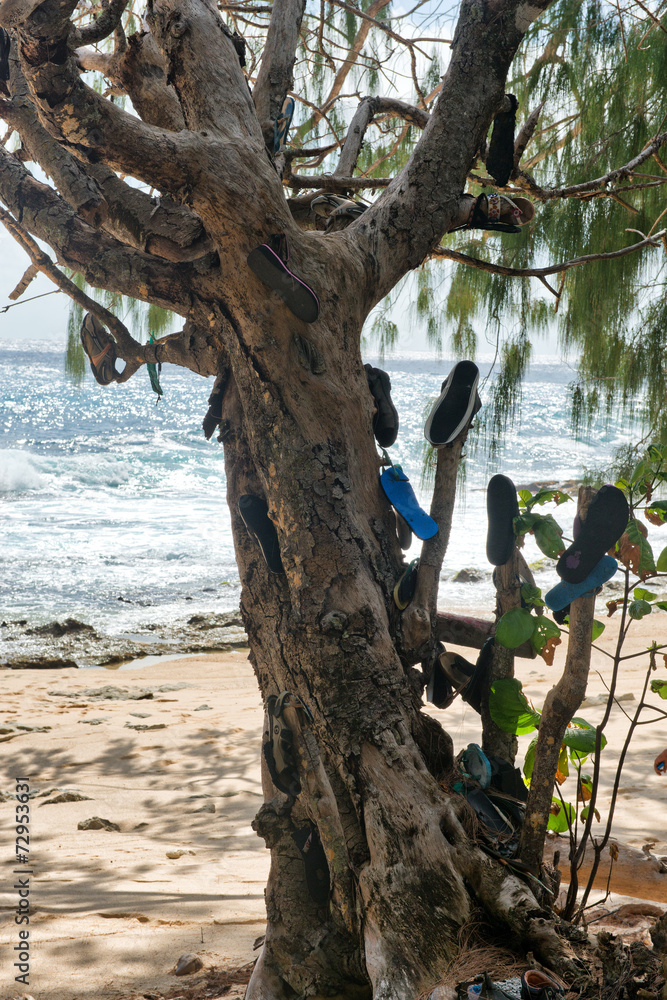 Fototapeta premium Tourists Shoes Hanging on Shoe Tree at Seychelles