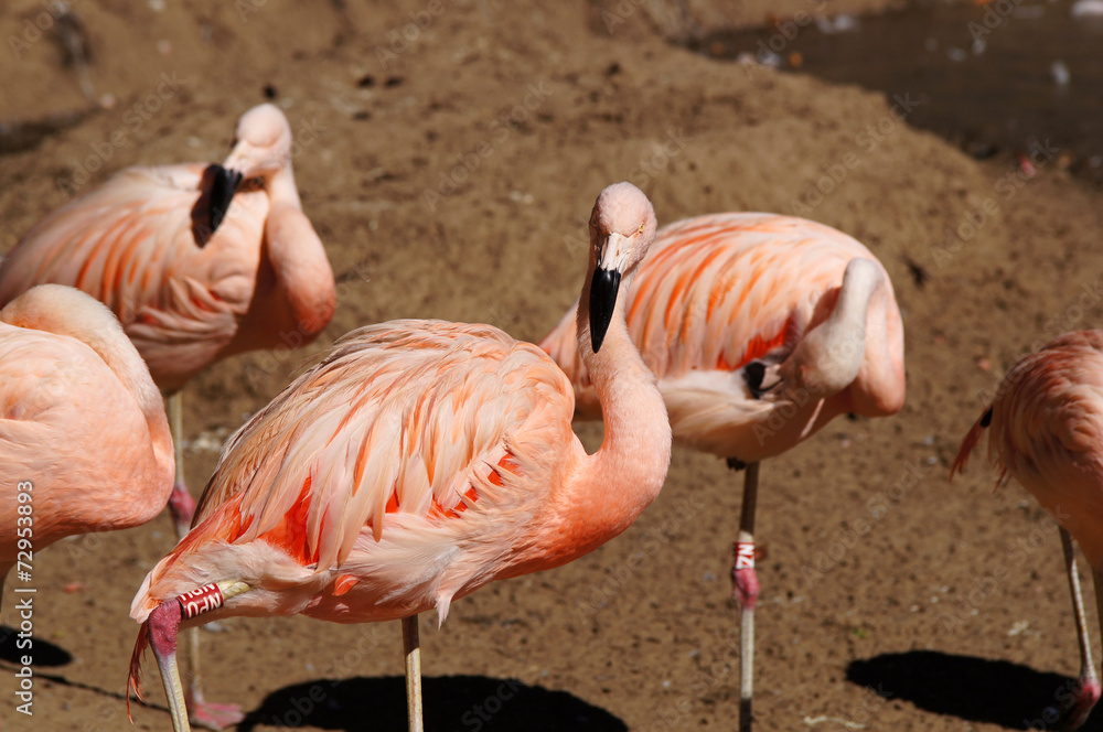 Fototapeta premium Groupe de Flamants rose