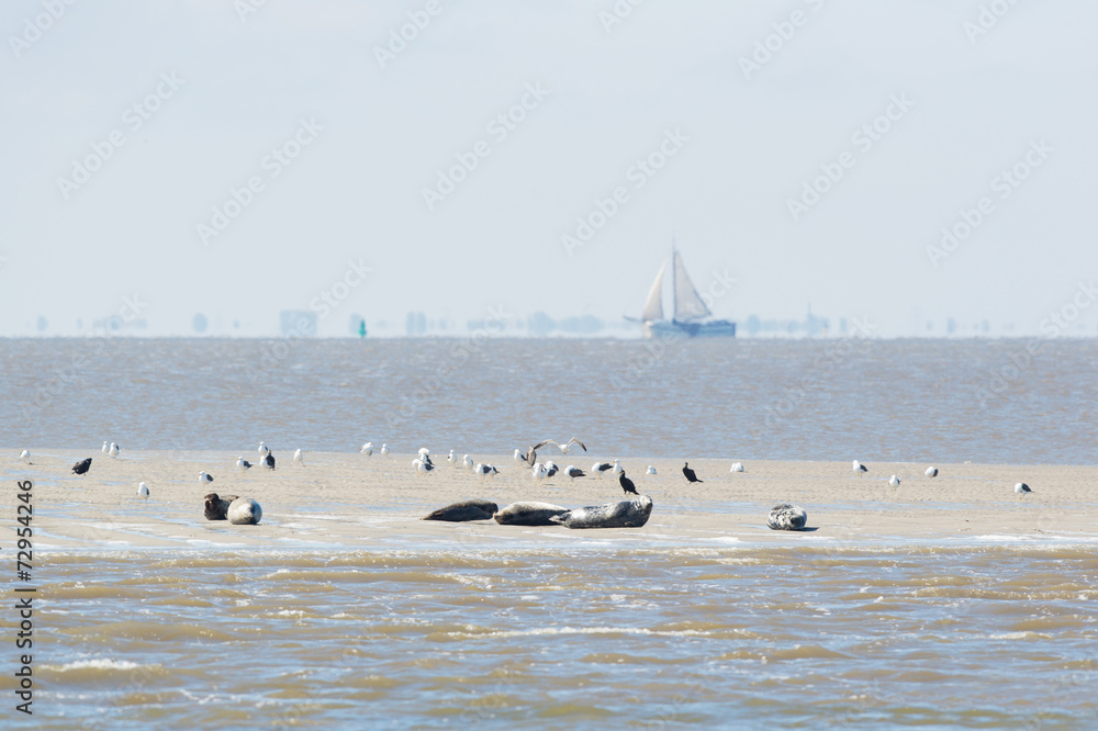 Naklejka premium Seal in wadden sea