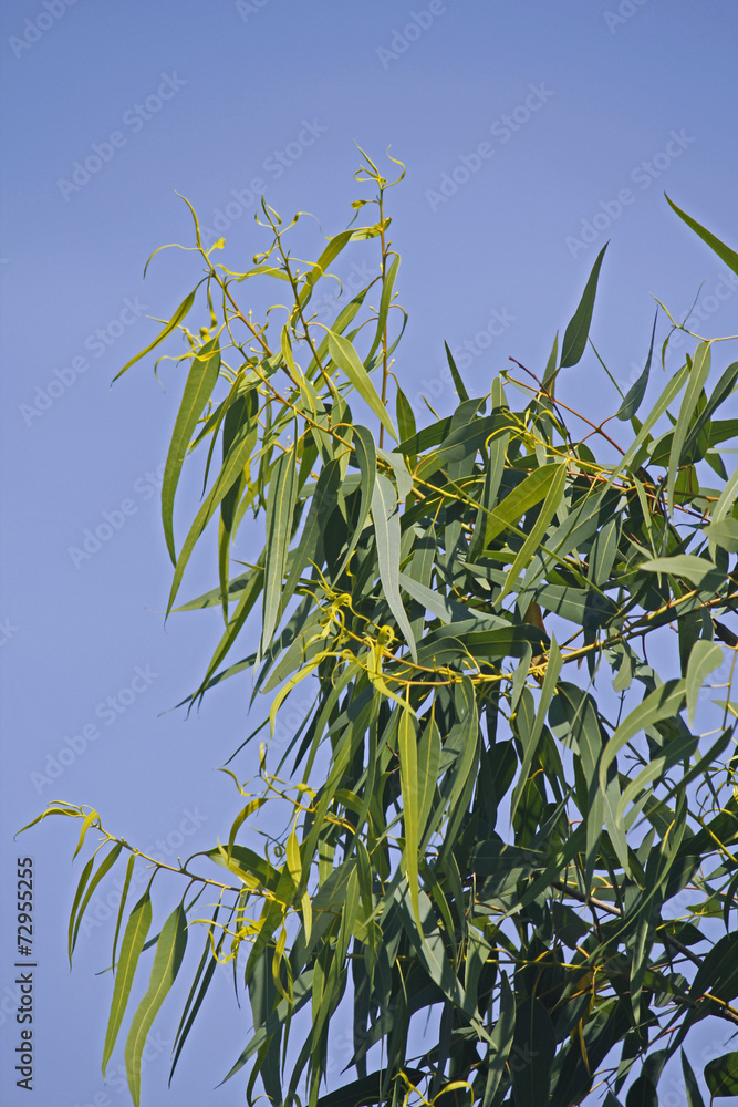 Corymbia citriodora, Lemon Scented Gum Corymbia citriodora, Lemon Scented Gum
