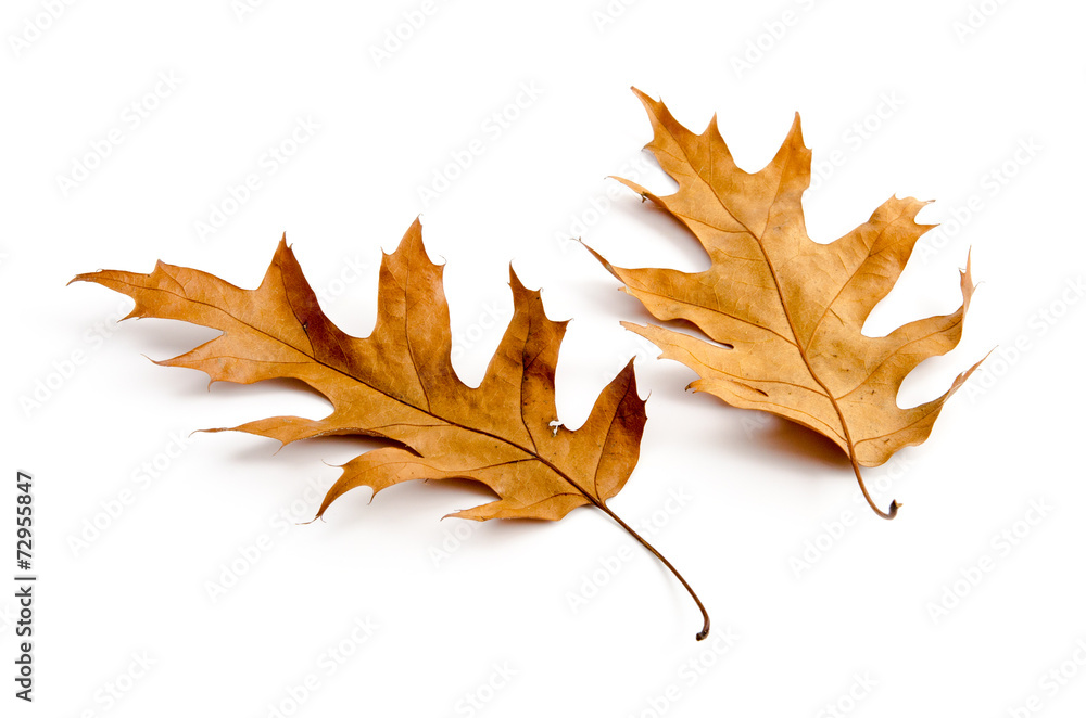 Zwei Eichenblätter im Herbst Zwei Eichenblätter im Herbst