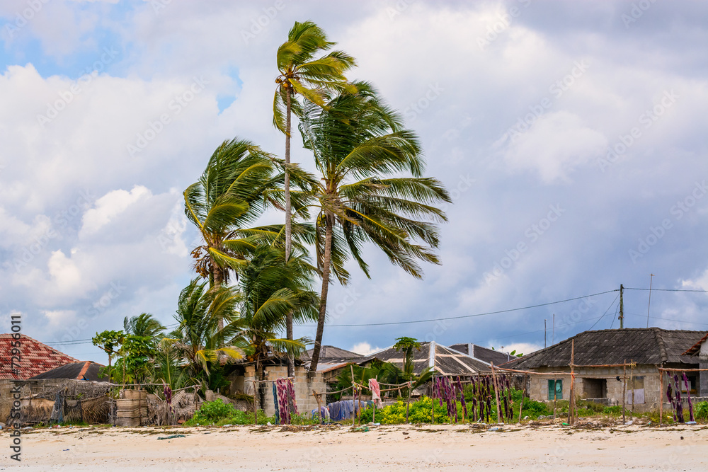 Obraz premium Wind trees