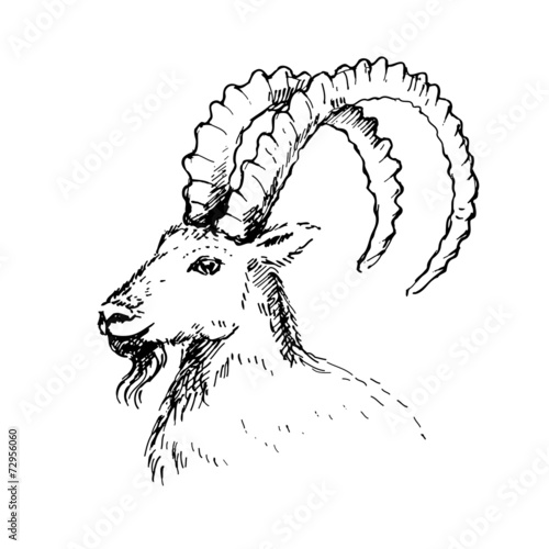 Vector illustration of  goat, symbol of New Year.