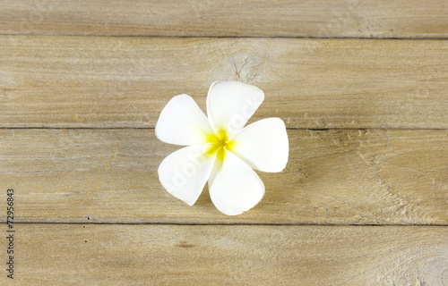 Frangipani flower